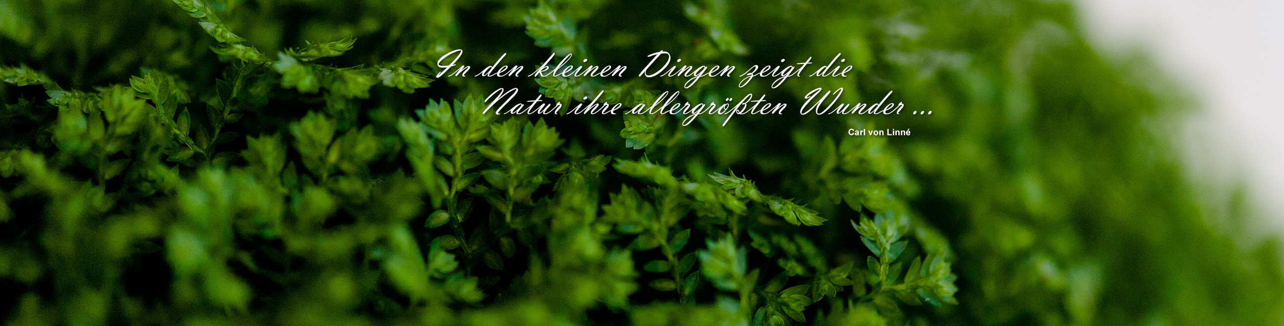 Floristik Impression 2