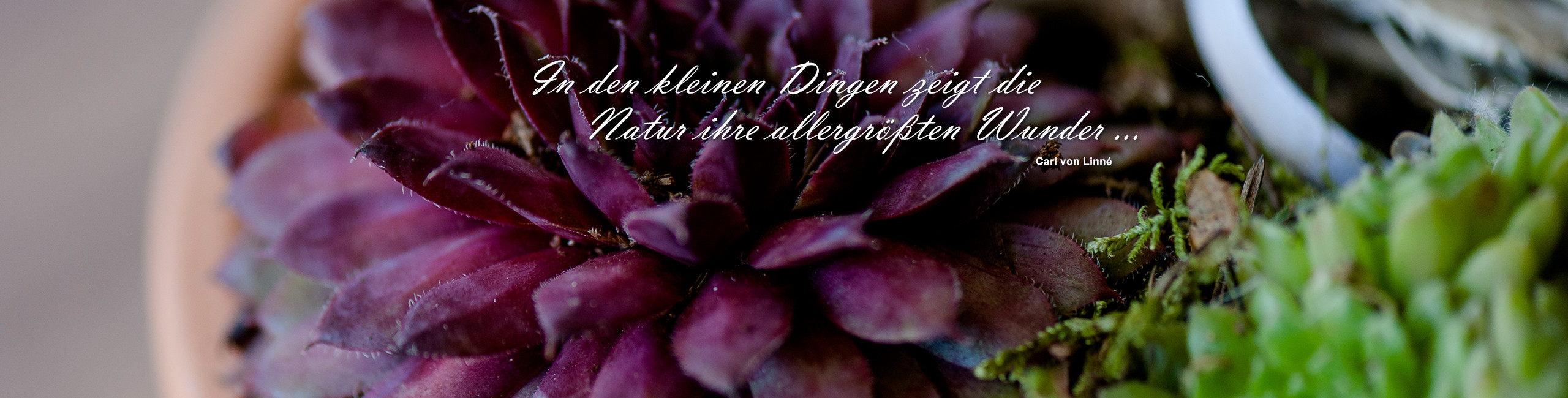 Floristik Impression 3